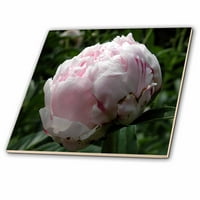 3Droza Candy Cane Peony - keramička pločica