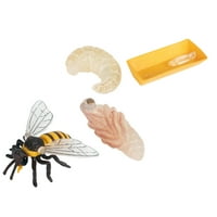 Frcolor Ciklus Životni insekti životinjski model Model Figurine igračke rast LifeLike Tema od meda Naklonost