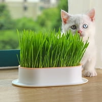 HEMOTON praktična mačka postrojenje Pogodno sadnjem bo za domaćinstvo CAT GRASS BO BOSSERY CAT