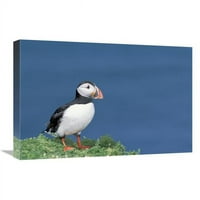 Globalna galerija u. Atlantic Puffin Prikazuje uzgoj, otok Skomer, Wales Art Print - Tui de Roy