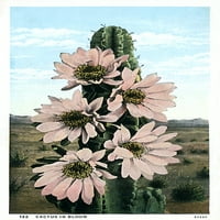 Kaktus u Bloom - Arizona, USA Poster Print Mary Evans Grenville Collins Postcard Collection