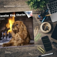 Cavalier King Charles Calendar - pasmina pas mjesečni zidni kalendar - Otvoreno - debeli papir bez krvarenja