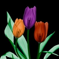 Tulipani u dragulja Alberta Koetsier